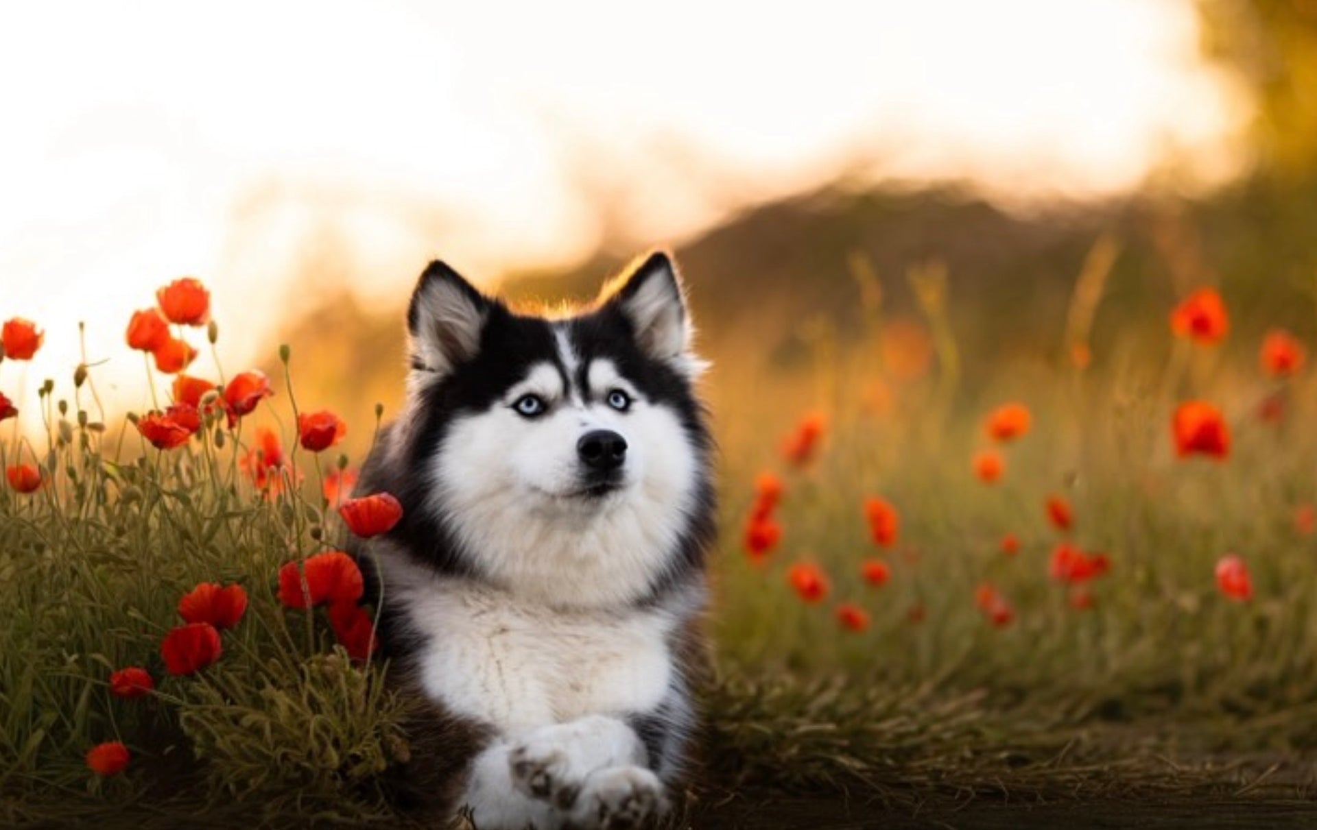 Le meilleur de la nature, rien que pour eux