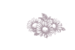 Camomille