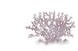 Lithothamne