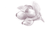 Cynorrhodon