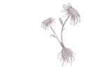 Échinacée