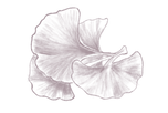 Ginkgo biloba