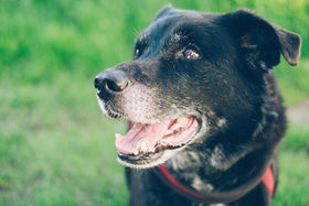 Chien / Chat âgé
