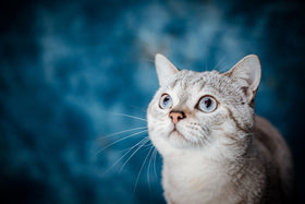 Chien et chat stressé