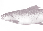 Oméga-3 EPA