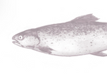Oméga-6