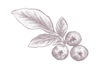 Myrtille