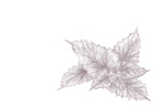 Ortie