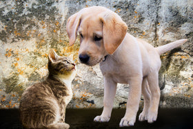 Jeunes animaux
