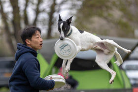 Chien / Chat adulte actif