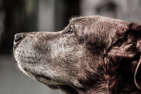 Chien / Chat senior