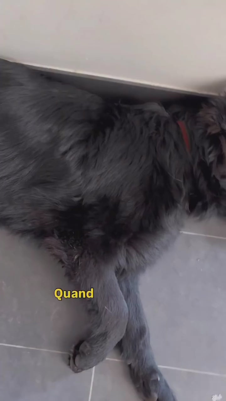 Vinaigre des 4 Voleurs