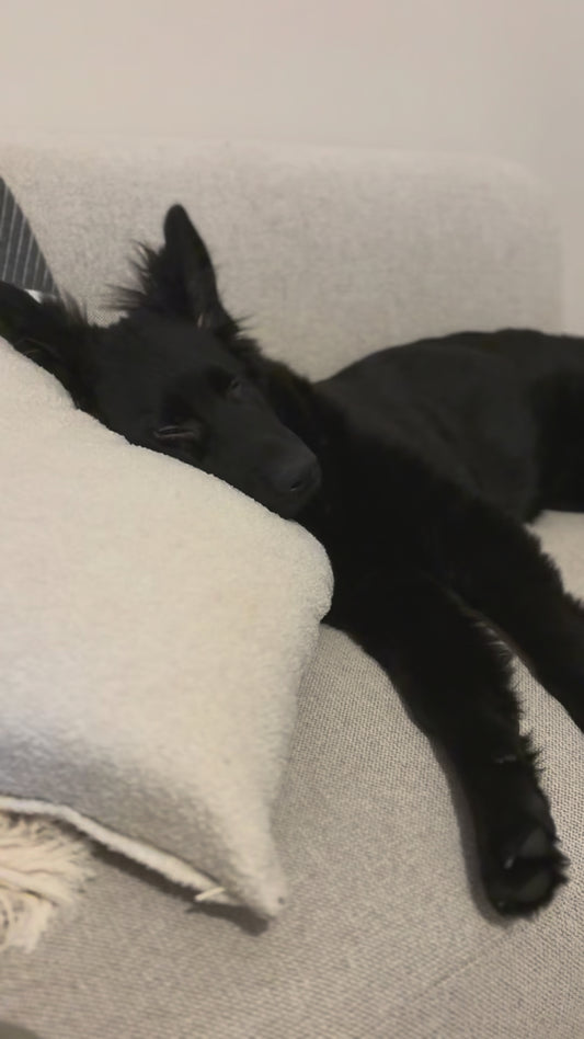 Lot de 4 Oreilles de Porc Naturelles